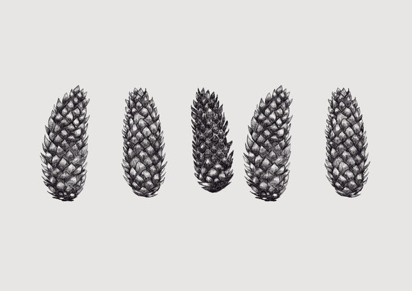 Pine Cones Lampshade