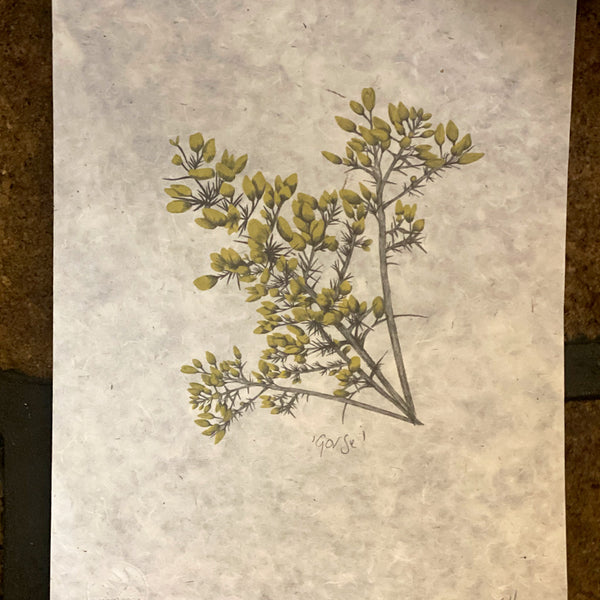Gorse Giclee Print on Handmade Lokta Paper